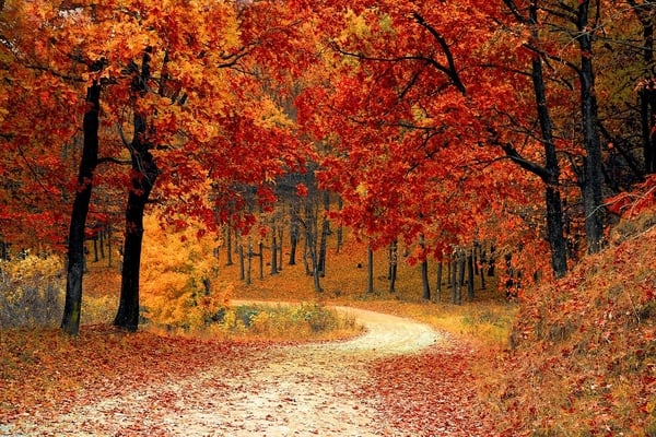 hiking trail in fall